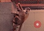 Image of squirrel monkeys United States USA, 1968, second 45 stock footage video 65675054802