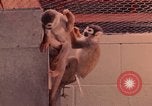 Image of squirrel monkeys United States USA, 1968, second 46 stock footage video 65675054802