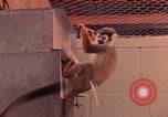 Image of squirrel monkeys United States USA, 1968, second 47 stock footage video 65675054802