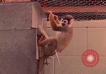 Image of squirrel monkeys United States USA, 1968, second 48 stock footage video 65675054802