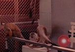 Image of squirrel monkeys United States USA, 1968, second 51 stock footage video 65675054802