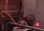 Image of squirrel monkeys United States USA, 1968, second 52 stock footage video 65675054802