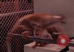 Image of squirrel monkeys United States USA, 1968, second 53 stock footage video 65675054802