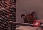 Image of squirrel monkeys United States USA, 1968, second 54 stock footage video 65675054802