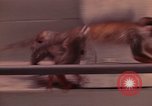 Image of squirrel monkeys United States USA, 1968, second 55 stock footage video 65675054802
