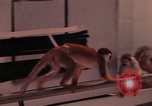 Image of squirrel monkeys United States USA, 1968, second 56 stock footage video 65675054802