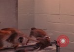 Image of squirrel monkeys United States USA, 1968, second 57 stock footage video 65675054802