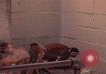 Image of squirrel monkeys United States USA, 1968, second 58 stock footage video 65675054802