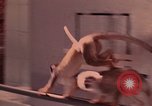 Image of squirrel monkeys United States USA, 1968, second 60 stock footage video 65675054802