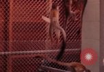 Image of squirrel monkeys United States USA, 1968, second 61 stock footage video 65675054802