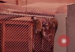 Image of squirrel monkeys United States USA, 1968, second 62 stock footage video 65675054802