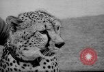 Standbild Whipsnade Zoo Whipsnade England, 1965, aus Sekunde 13 historischem Filmmaterial Videoclip 65675054828