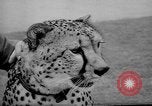 Standbild Whipsnade Zoo Whipsnade England, 1965, aus Sekunde 14 historischem Filmmaterial Videoclip 65675054828