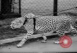 Standbild Whipsnade Zoo Whipsnade England, 1965, aus Sekunde 15 historischem Filmmaterial Videoclip 65675054828