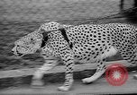 Standbild Whipsnade Zoo Whipsnade England, 1965, aus Sekunde 16 historischem Filmmaterial Videoclip 65675054828