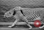 Standbild Whipsnade Zoo Whipsnade England, 1965, aus Sekunde 17 historischem Filmmaterial Videoclip 65675054828