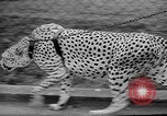 Standbild Whipsnade Zoo Whipsnade England, 1965, aus Sekunde 18 historischem Filmmaterial Videoclip 65675054828