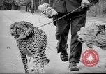 Standbild Whipsnade Zoo Whipsnade England, 1965, aus Sekunde 19 historischem Filmmaterial Videoclip 65675054828