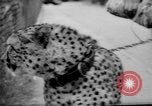 Standbild Whipsnade Zoo Whipsnade England, 1965, aus Sekunde 21 historischem Filmmaterial Videoclip 65675054828