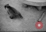 Standbild Whipsnade Zoo Whipsnade England, 1965, aus Sekunde 22 historischem Filmmaterial Videoclip 65675054828