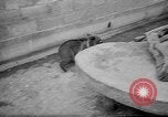 Standbild Whipsnade Zoo Whipsnade England, 1965, aus Sekunde 23 historischem Filmmaterial Videoclip 65675054828