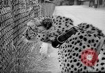 Standbild Whipsnade Zoo Whipsnade England, 1965, aus Sekunde 24 historischem Filmmaterial Videoclip 65675054828