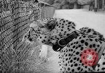 Standbild Whipsnade Zoo Whipsnade England, 1965, aus Sekunde 25 historischem Filmmaterial Videoclip 65675054828
