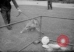 Standbild Whipsnade Zoo Whipsnade England, 1965, aus Sekunde 31 historischem Filmmaterial Videoclip 65675054828
