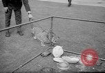 Standbild Whipsnade Zoo Whipsnade England, 1965, aus Sekunde 32 historischem Filmmaterial Videoclip 65675054828