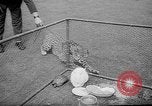 Standbild Whipsnade Zoo Whipsnade England, 1965, aus Sekunde 33 historischem Filmmaterial Videoclip 65675054828