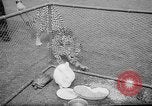 Standbild Whipsnade Zoo Whipsnade England, 1965, aus Sekunde 34 historischem Filmmaterial Videoclip 65675054828
