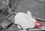 Standbild Whipsnade Zoo Whipsnade England, 1965, aus Sekunde 36 historischem Filmmaterial Videoclip 65675054828
