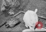 Standbild Whipsnade Zoo Whipsnade England, 1965, aus Sekunde 37 historischem Filmmaterial Videoclip 65675054828