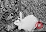 Standbild Whipsnade Zoo Whipsnade England, 1965, aus Sekunde 38 historischem Filmmaterial Videoclip 65675054828