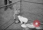 Standbild Whipsnade Zoo Whipsnade England, 1965, aus Sekunde 39 historischem Filmmaterial Videoclip 65675054828