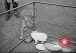 Standbild Whipsnade Zoo Whipsnade England, 1965, aus Sekunde 40 historischem Filmmaterial Videoclip 65675054828