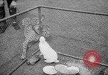 Standbild Whipsnade Zoo Whipsnade England, 1965, aus Sekunde 42 historischem Filmmaterial Videoclip 65675054828