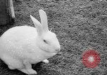 Standbild Whipsnade Zoo Whipsnade England, 1965, aus Sekunde 43 historischem Filmmaterial Videoclip 65675054828