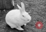 Standbild Whipsnade Zoo Whipsnade England, 1965, aus Sekunde 44 historischem Filmmaterial Videoclip 65675054828
