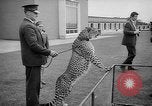 Standbild Whipsnade Zoo Whipsnade England, 1965, aus Sekunde 45 historischem Filmmaterial Videoclip 65675054828