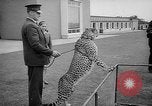 Standbild Whipsnade Zoo Whipsnade England, 1965, aus Sekunde 46 historischem Filmmaterial Videoclip 65675054828