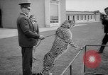 Standbild Whipsnade Zoo Whipsnade England, 1965, aus Sekunde 47 historischem Filmmaterial Videoclip 65675054828
