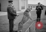 Standbild Whipsnade Zoo Whipsnade England, 1965, aus Sekunde 48 historischem Filmmaterial Videoclip 65675054828