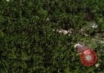 Image of USAF A-1E strafing in Vietnam War Vietnam, 1965, second 52 stock footage video 65675054857