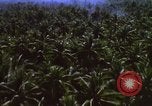 Image Bombardement américain de zones cibles Vietcong Vietnam, 1965, de la seconde 42 séquences d'archives historiques vidéo 65675054859