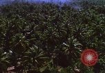 Image Bombardement américain de zones cibles Vietcong Vietnam, 1965, de la seconde 44 séquences d'archives historiques vidéo 65675054859