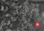 Image of Malabang mission Malabang Philippines, 1945, second 44 stock footage video 65675054907