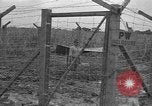 Image of Japanese prisoners Okinawa Ryukyu Islands, 1945, second 39 stock footage video 65675054930