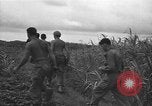 Image of Japanese prisoners Okinawa Ryukyu Islands, 1945, second 16 stock footage video 65675054931