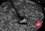 Image of Japanese prisoners Okinawa Ryukyu Islands, 1945, second 6 stock footage video 65675054933